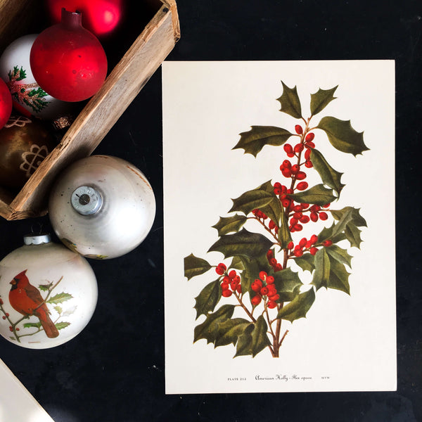 1950's Holly Berry Botanical Print - American Holly & Yaupon