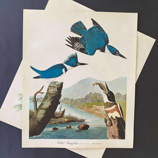 絵画J・HOOK KINGFISHER IN AN EXOTTC GARDEN $_12.JPG?set_id=880000500F