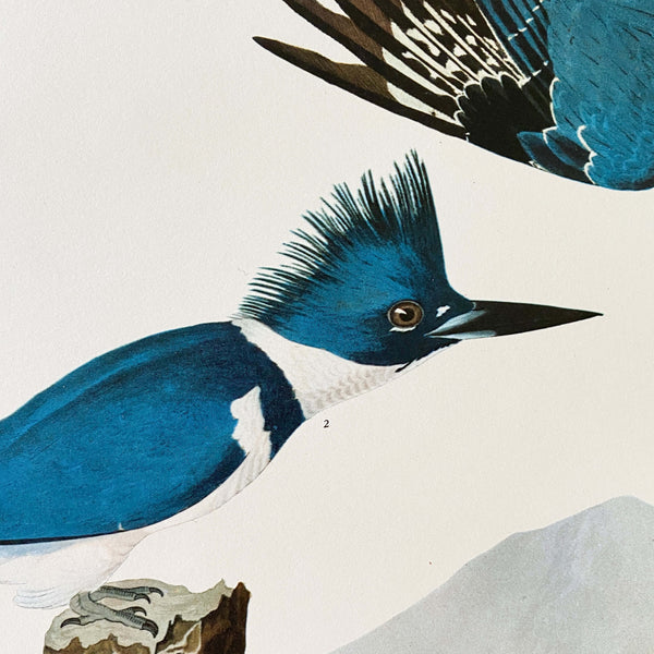belted-kingfisher-