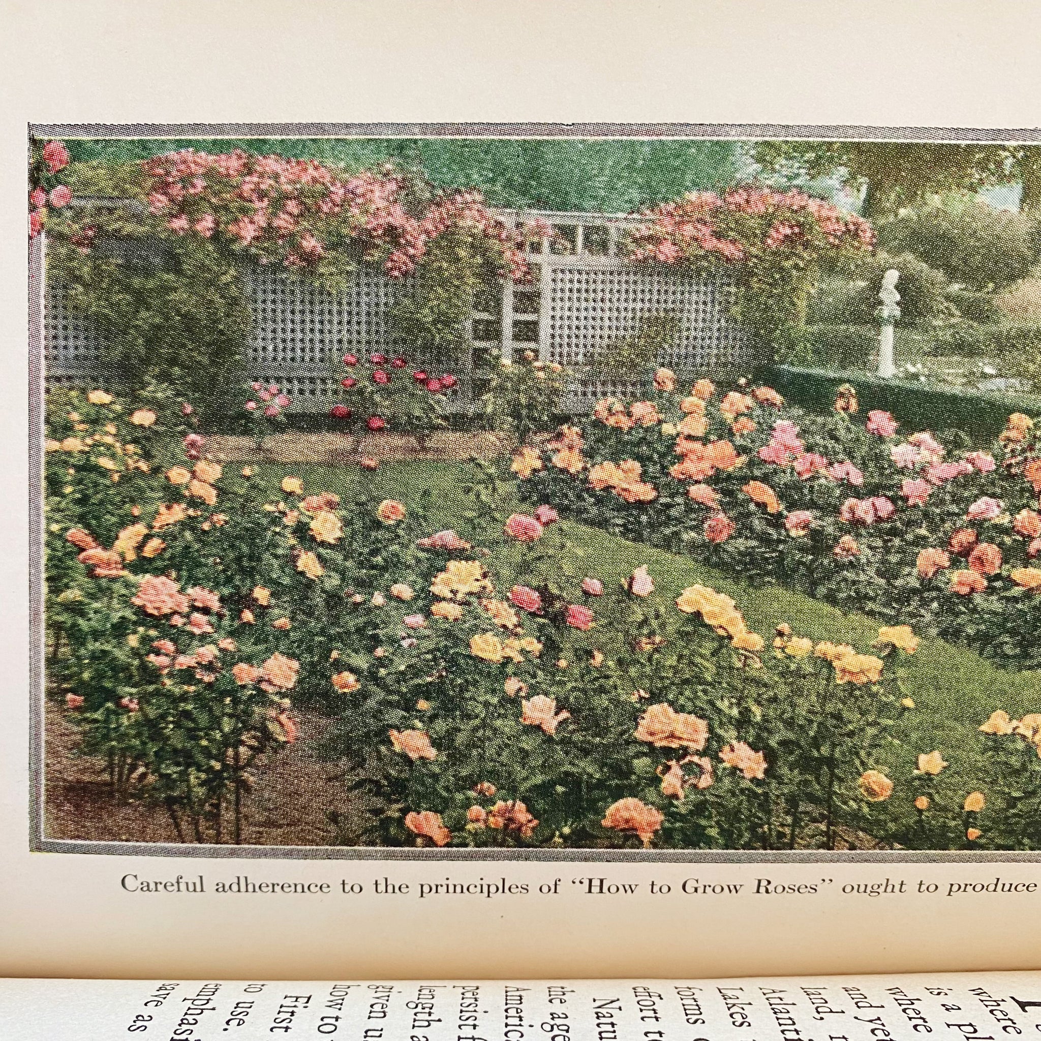 How to Grow Roses by Robert Pyle J. Horace McFarland G.A. Stevens 1930 Edition