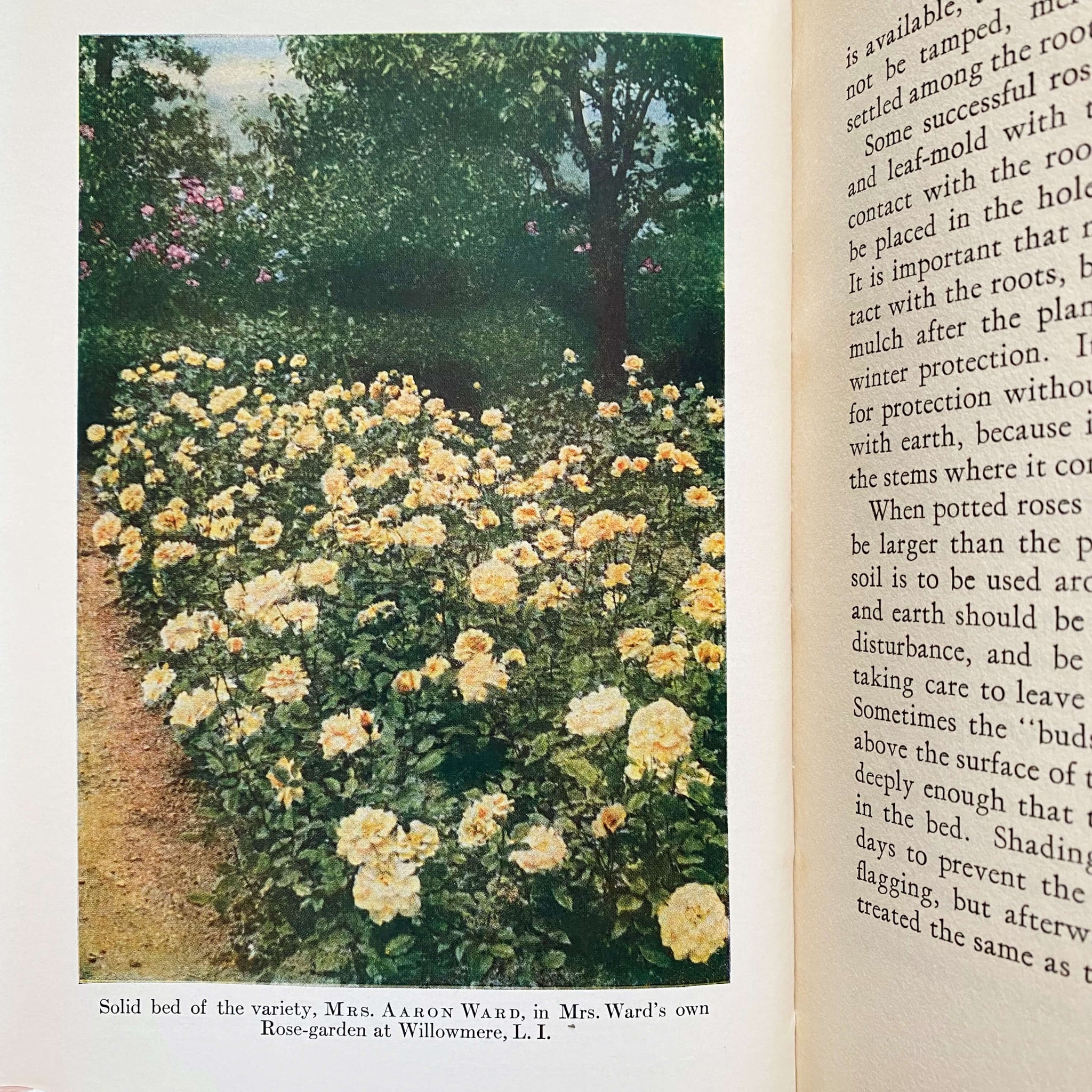 How to Grow Roses by Robert Pyle J. Horace McFarland G.A. Stevens 1930 Edition