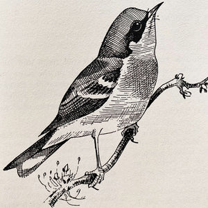 The Warblers of North America by Ludlow Griscom and Alexander Sprunt Jr. with Illustrations by John Henry Dick - 1957 First Printing