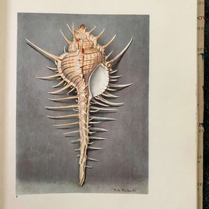 Wonders of the Sea Shells by Paul-Andre Robert & Julian Huxley - 1945 Edition Iris Books