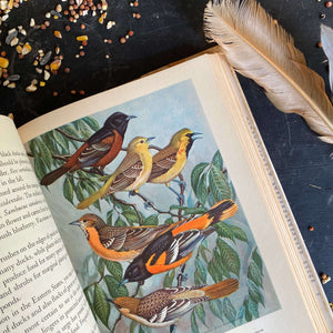 Birds in the Garden and How To Attract Them by Margaret McKenny - 1939 Edition