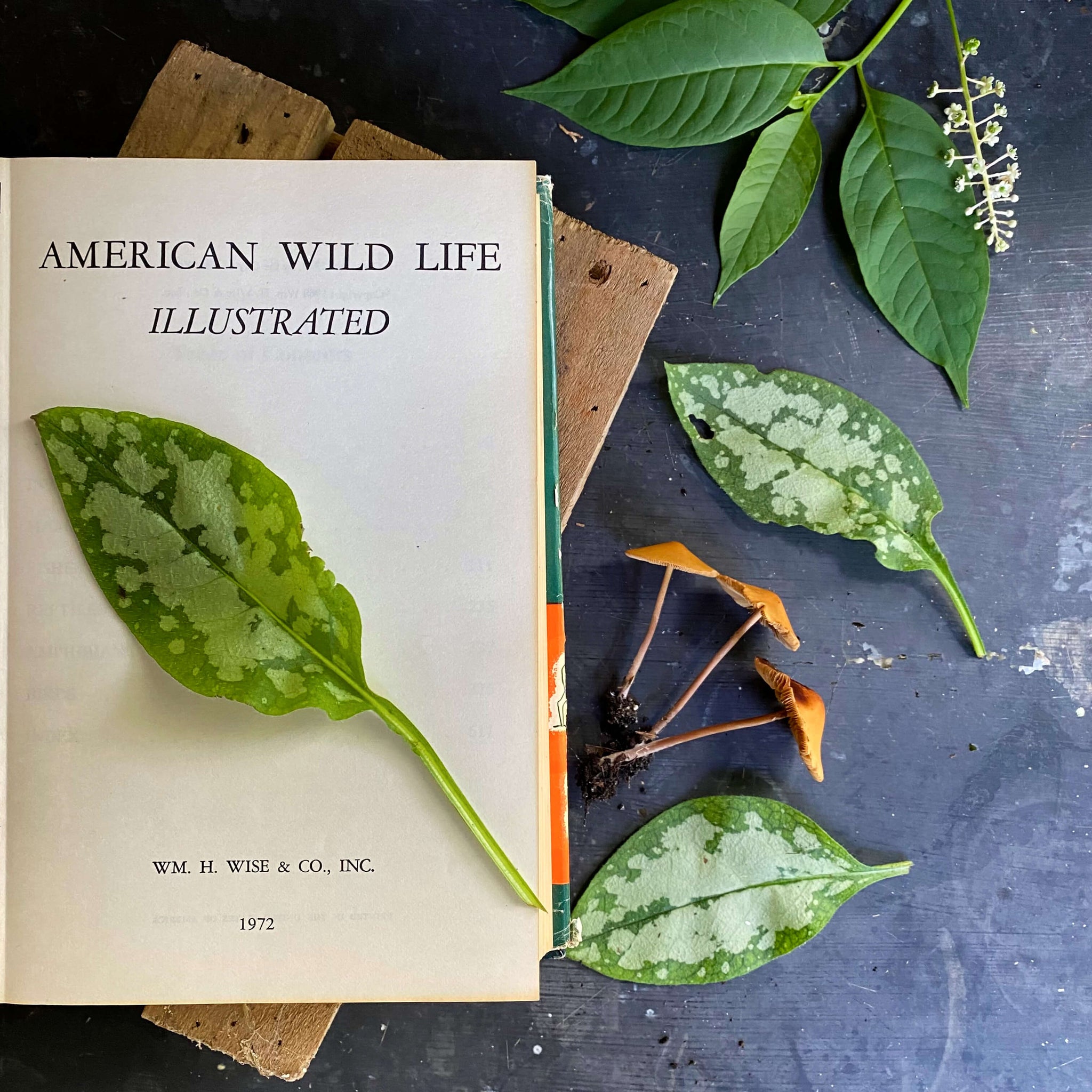 American Wild Life Illustrated - William H. Wise & Co. - 1972 Edition