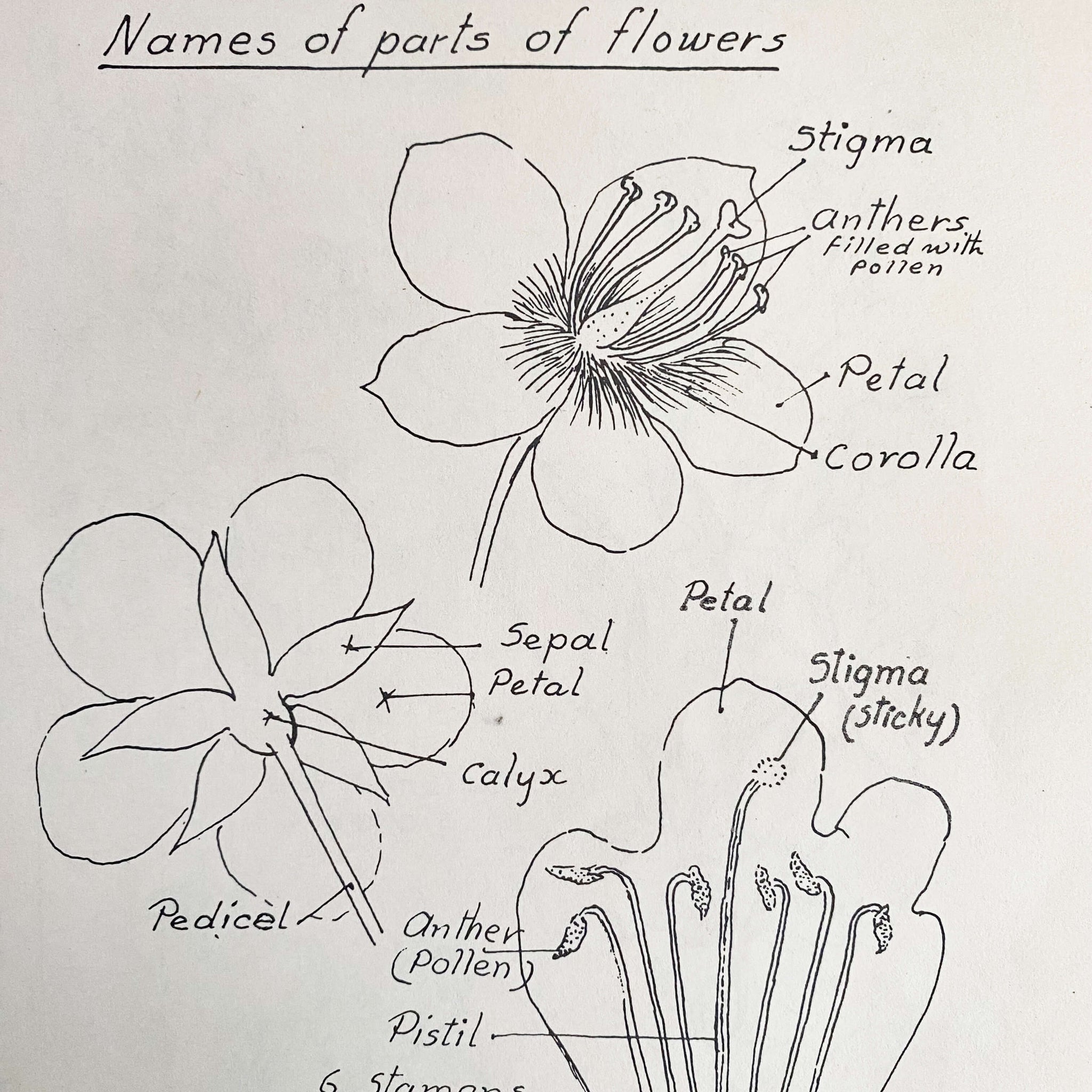 Drawing Flowers by Victor Perard circa 1948