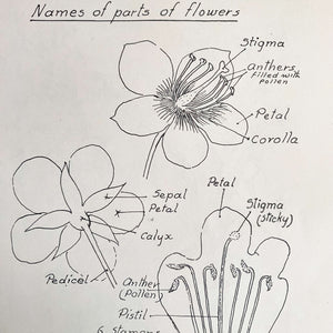 Drawing Flowers by Victor Perard circa 1948