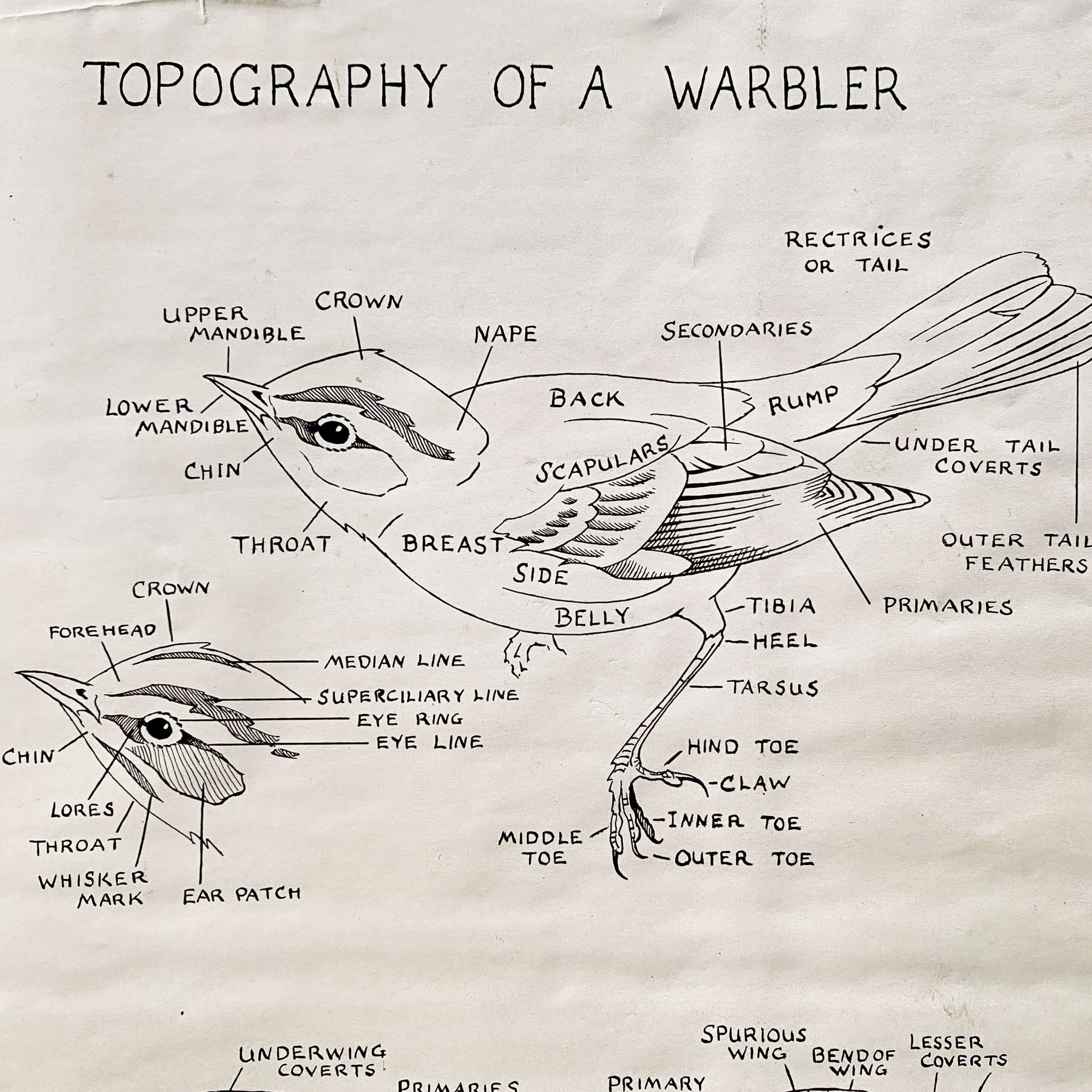 The Warblers of North America by Ludlow Griscom and Alexander Sprunt Jr. with Illustrations by John Henry Dick - 1957 First Printing