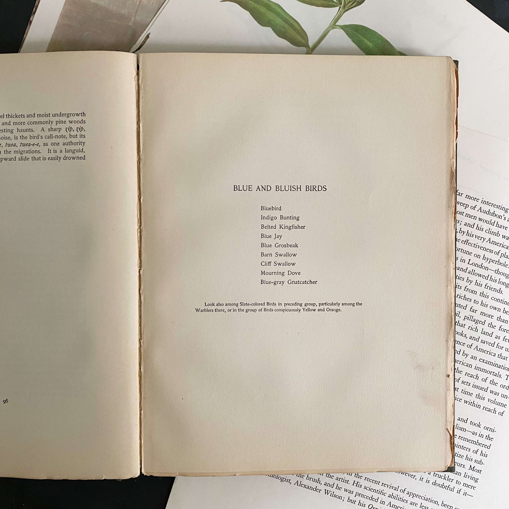 Bird Neighbors by Neltje Blanchan - 1898 Edition Fifth Printing