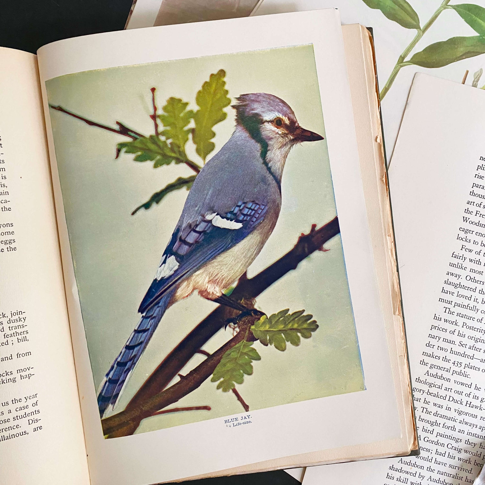 Bird Neighbors by Neltje Blanchan - 1898 Edition Fifth Printing