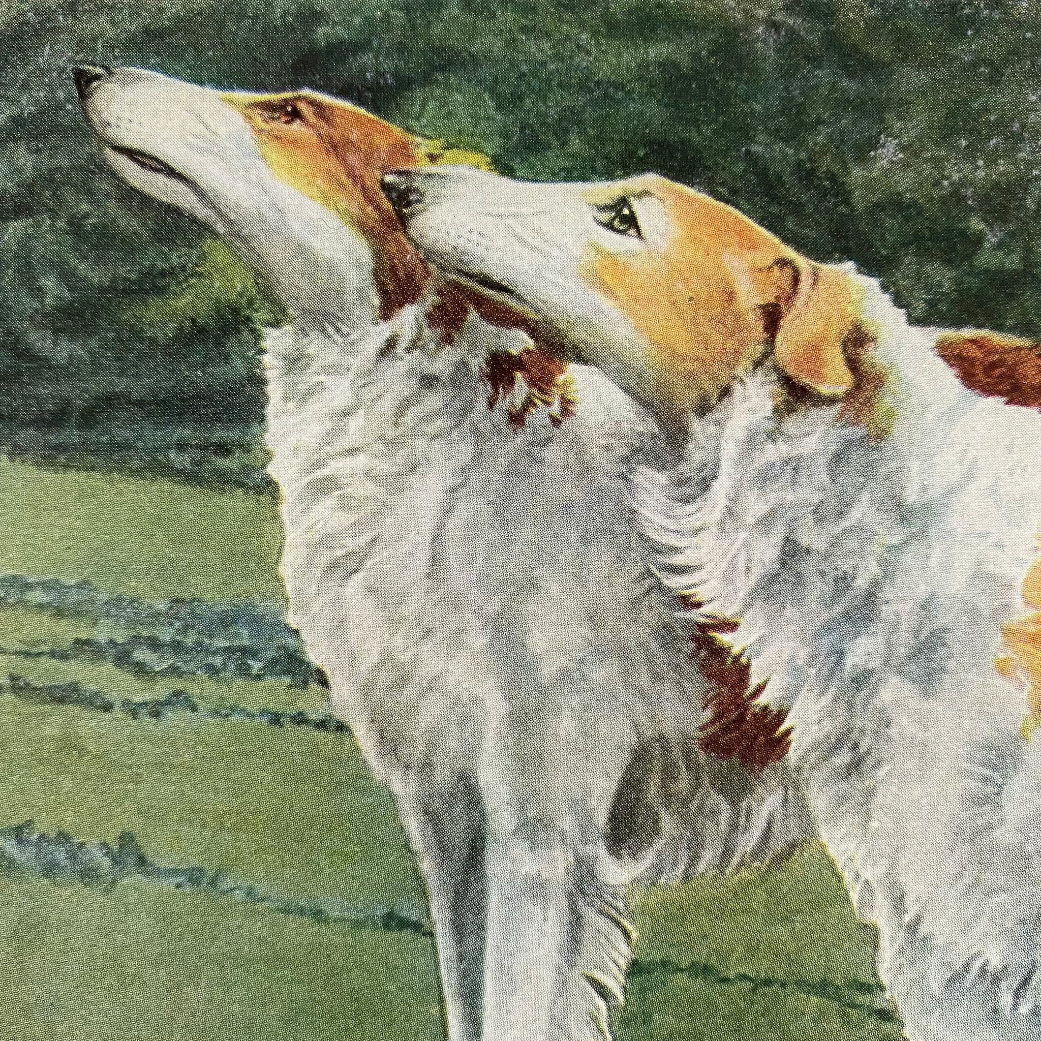 The Book of Dogs by Louis Agassiz Fuertes - National Geographic Society circa 1919 Rare Book