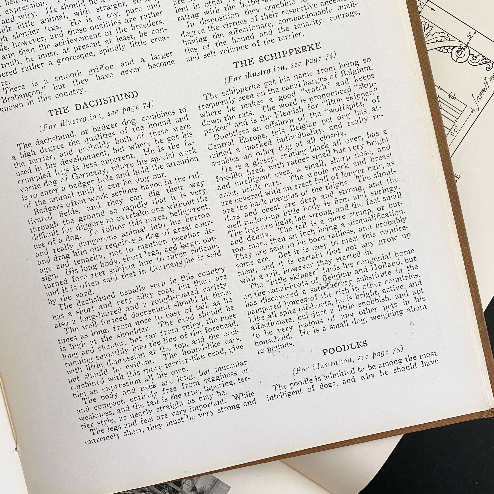 The Book of Dogs by Louis Agassiz Fuertes - National Geographic Society circa 1919 Rare Book