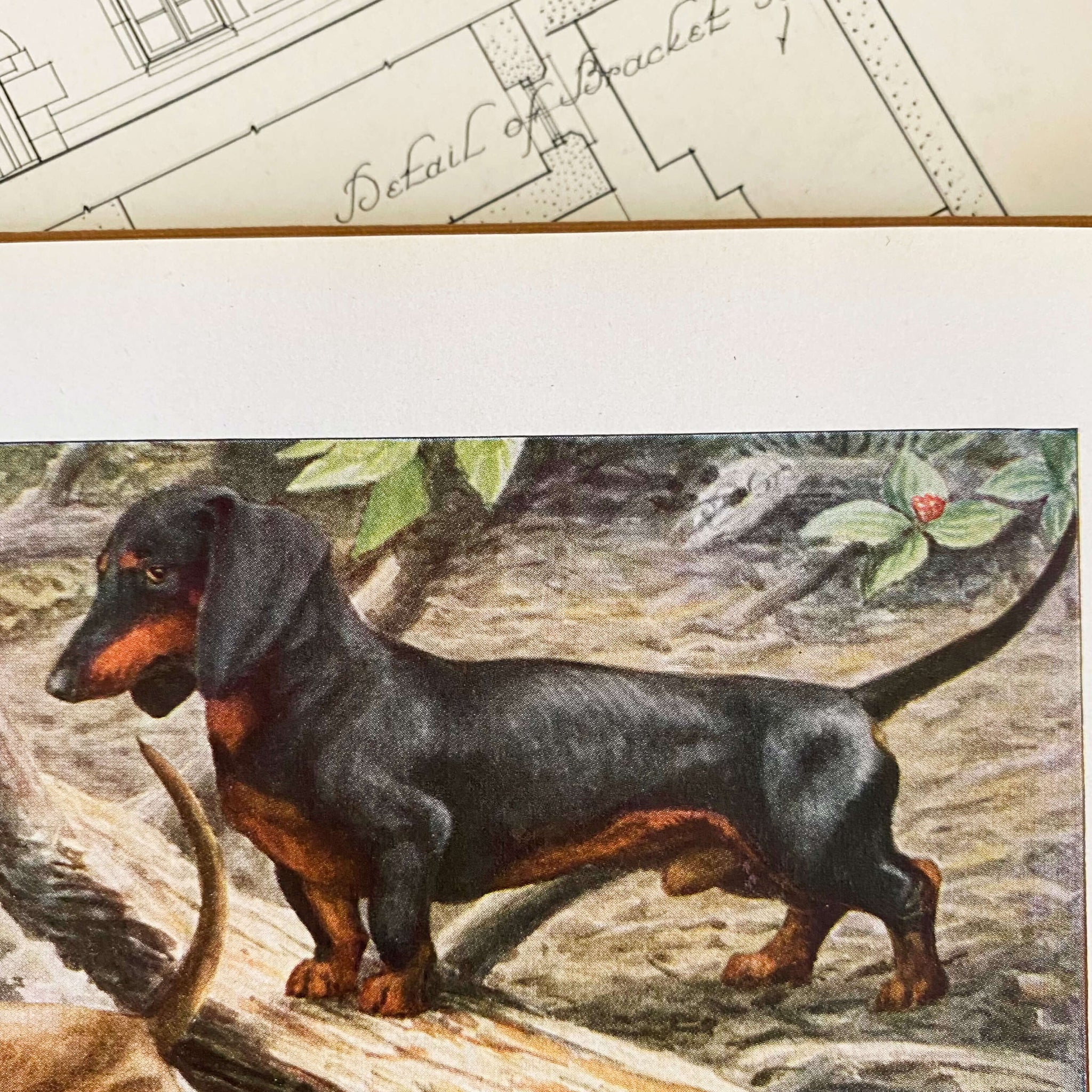 The Book of Dogs by Louis Agassiz Fuertes - National Geographic Society circa 1919 Rare Book