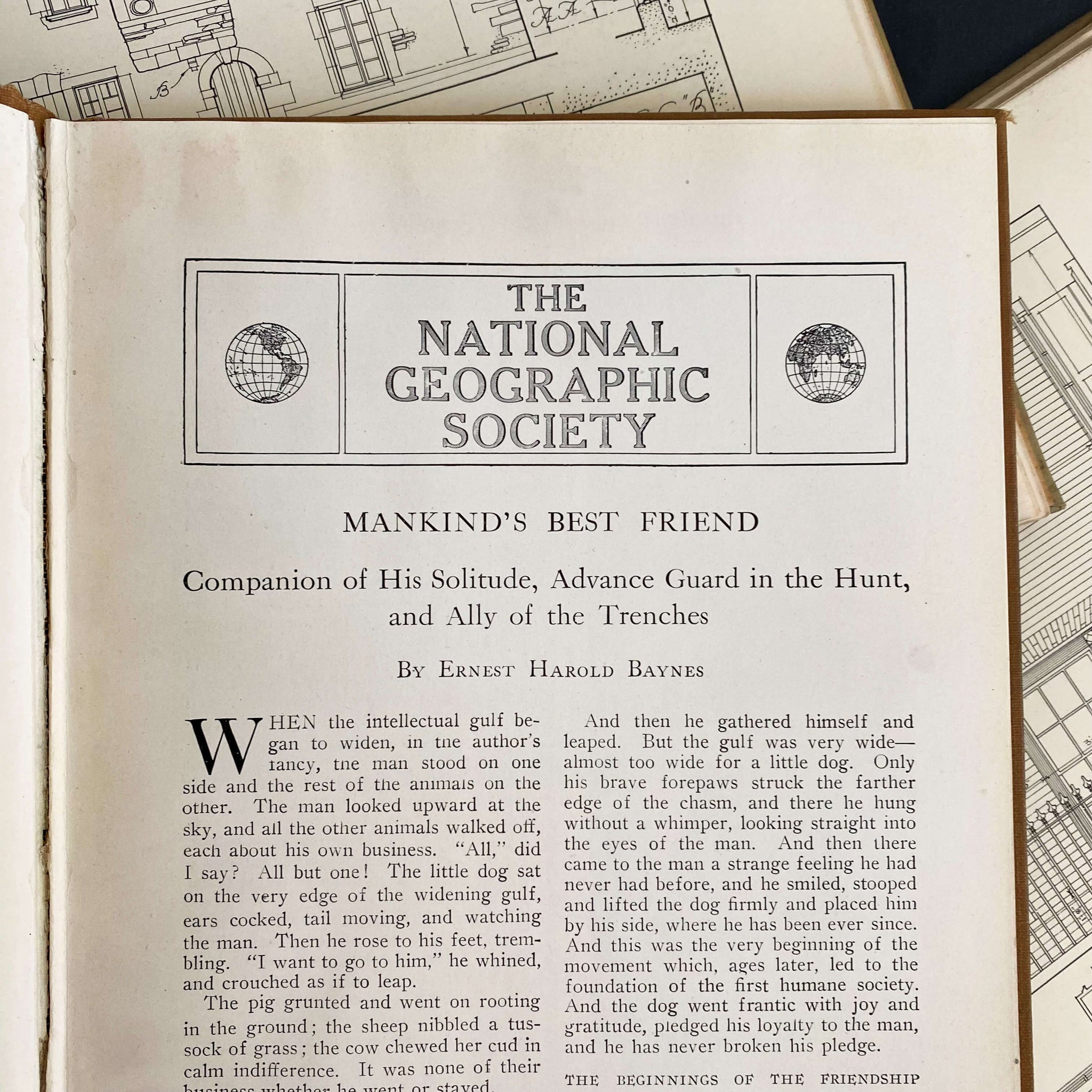 The Book of Dogs by Louis Agassiz Fuertes - National Geographic Society circa 1919 Rare Book