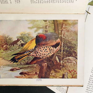 Bird Neighbors by Neltje Blanchan - 1898 Edition Fifth Printing