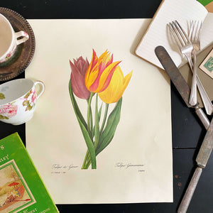 Vintage Tulip Print of an Antique Tulip Botanical Painting by Pierre Joseph Redoute - Tulipe de Gesner circa 1827