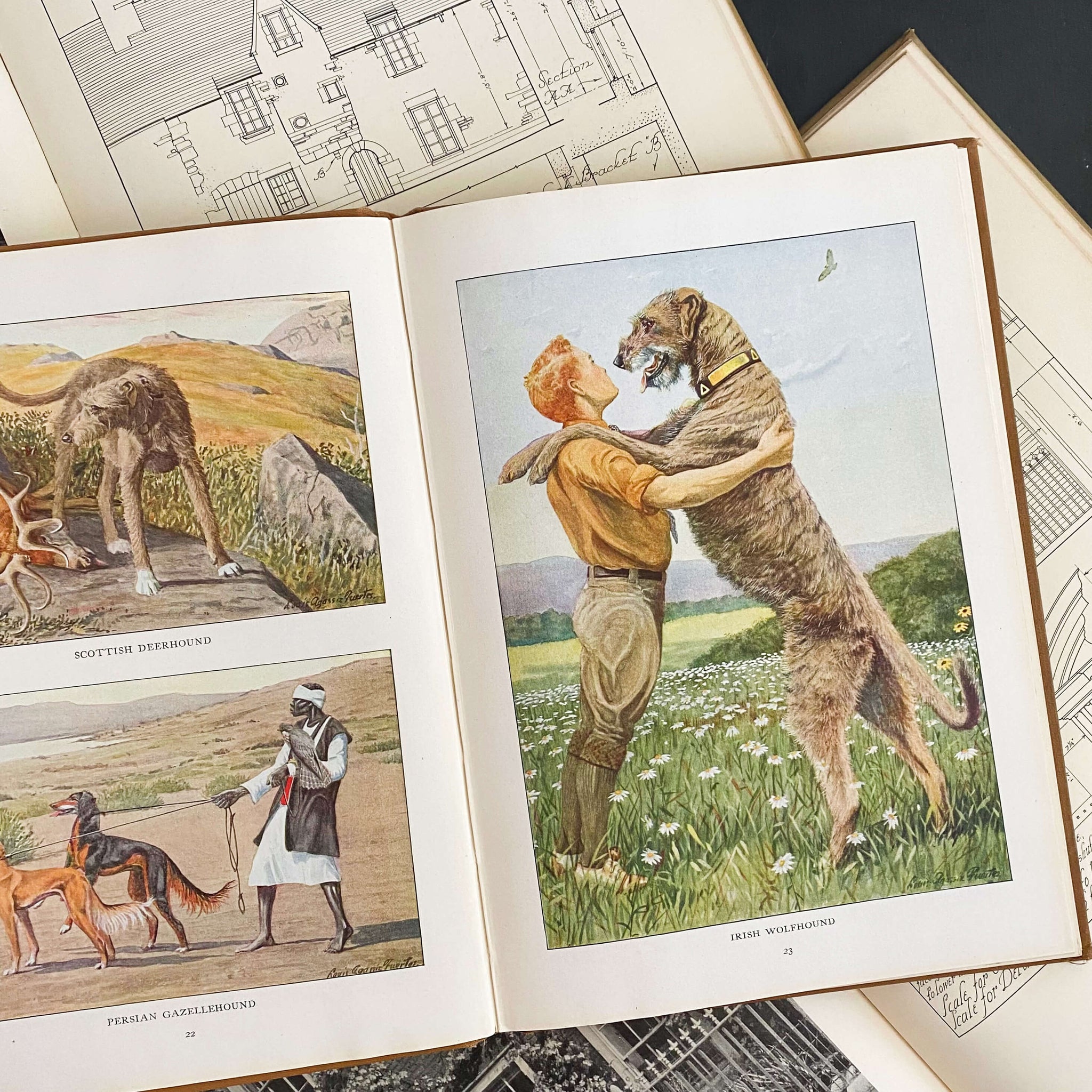 The Book of Dogs by Louis Agassiz Fuertes - National Geographic Society circa 1919 Rare Book