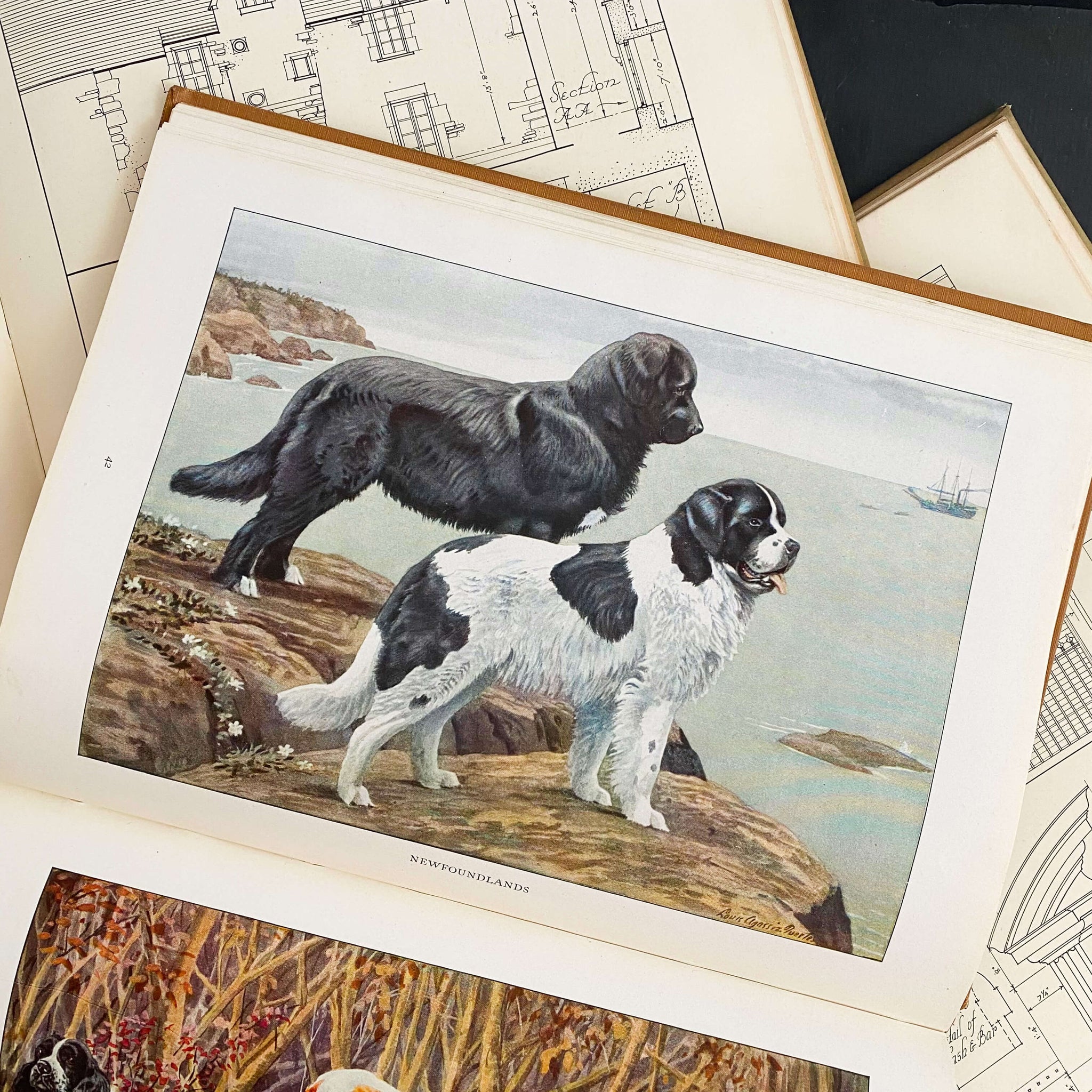 The Book of Dogs by Louis Agassiz Fuertes - National Geographic Society circa 1919 Rare Book