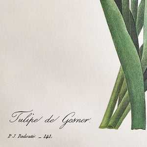 Vintage Tulip Print of an Antique Tulip Botanical Painting by Pierre Joseph Redoute - Tulipe de Gesner circa 1827