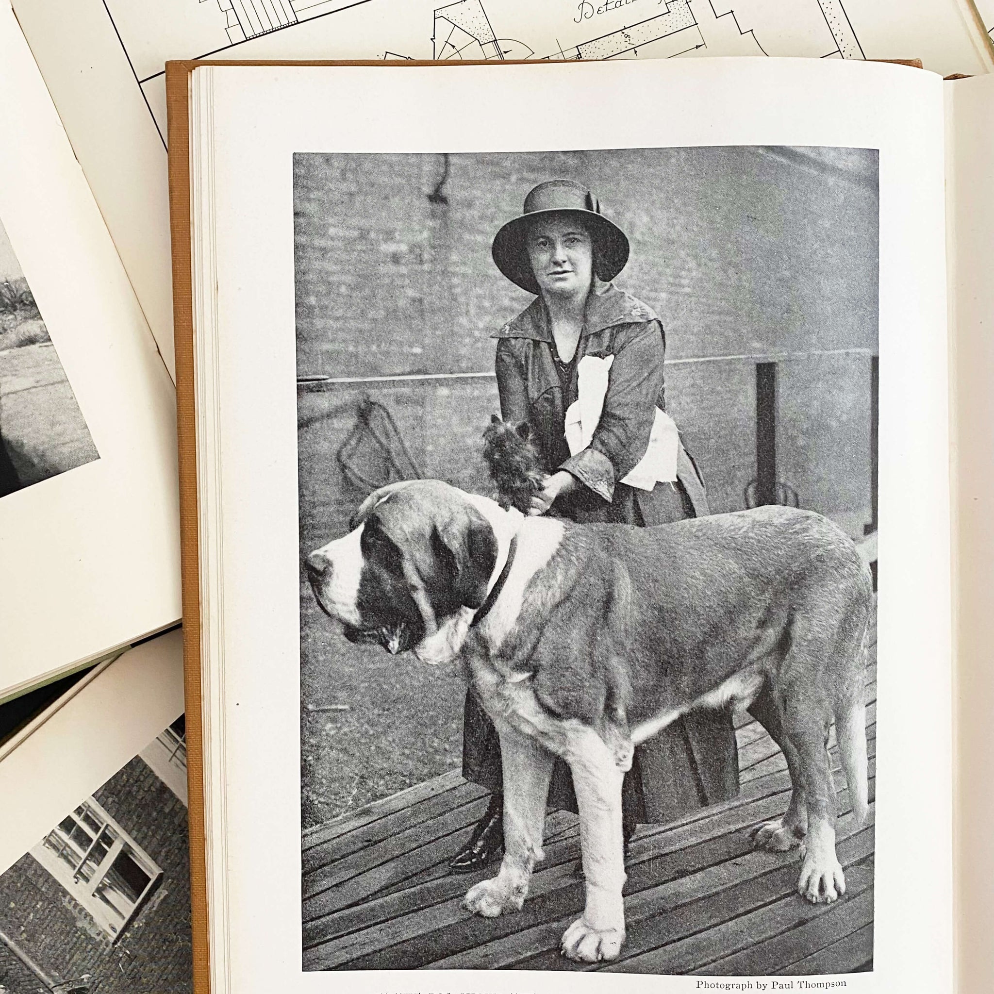 The Book of Dogs by Louis Agassiz Fuertes - National Geographic Society circa 1919 Rare Book
