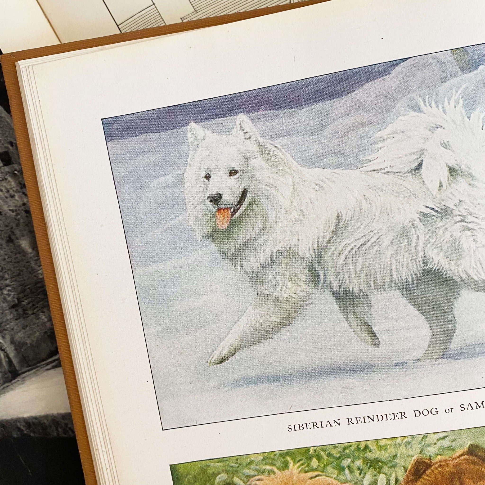 The Book of Dogs by Louis Agassiz Fuertes - National Geographic Society circa 1919 Rare Book