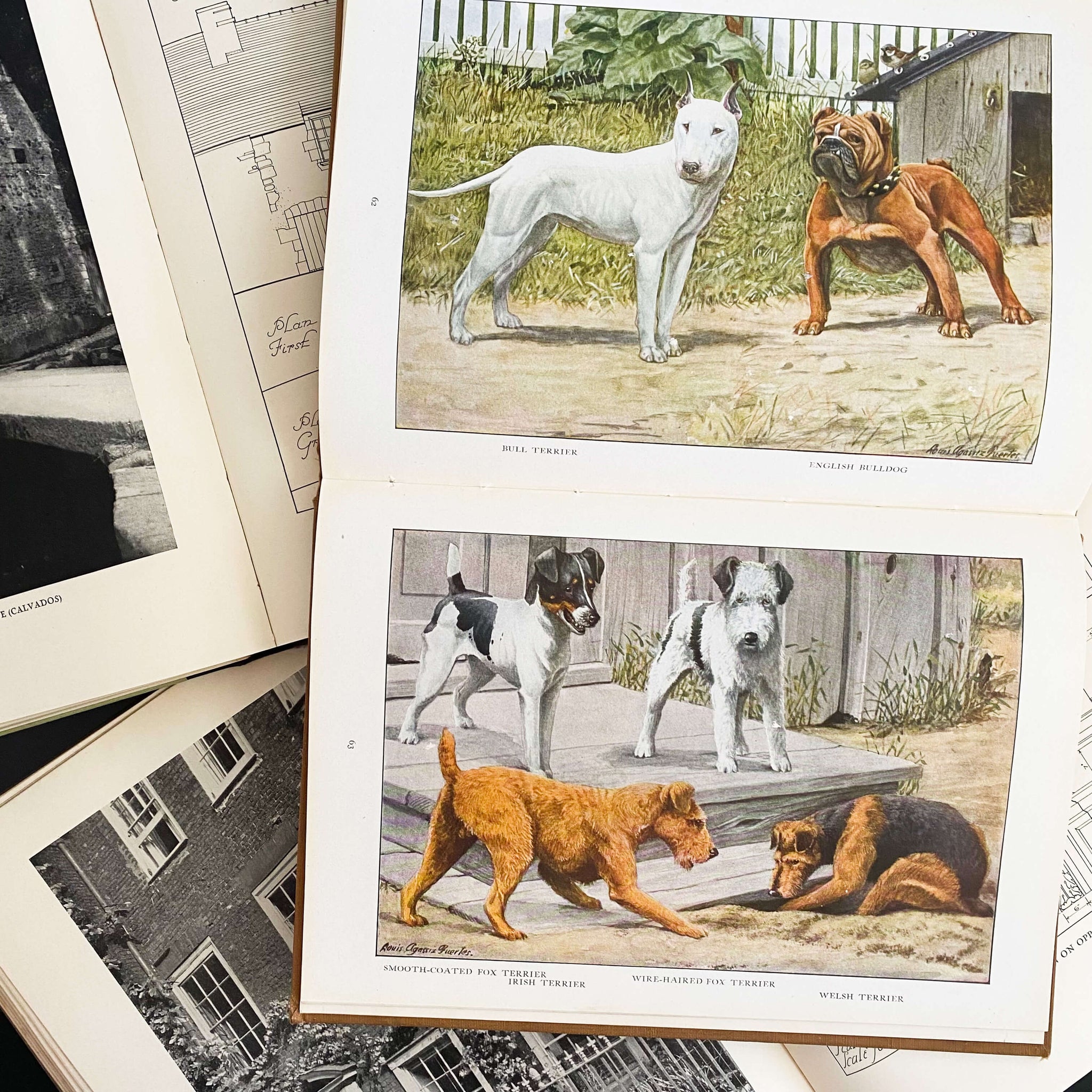 The Book of Dogs by Louis Agassiz Fuertes - National Geographic Society circa 1919 Rare Book