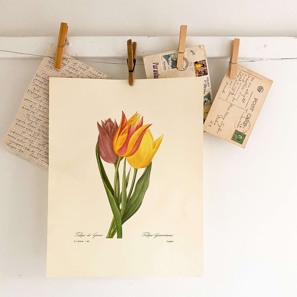 Vintage Tulip Print of an Antique Tulip Botanical Painting by Pierre Joseph Redoute - Tulipe de Gesner circa 1827