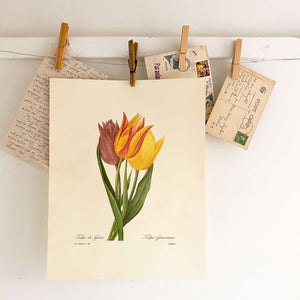 Vintage Tulip Print of an Antique Tulip Botanical Painting by Pierre Joseph Redoute - Tulipe de Gesner circa 1827