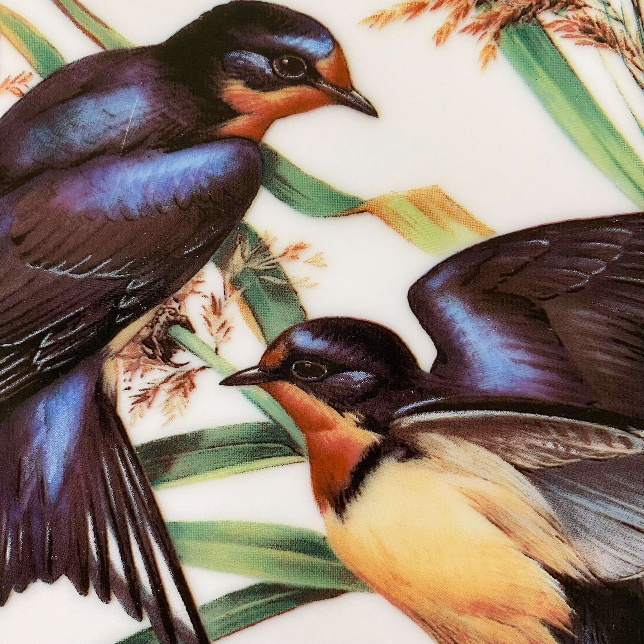 Vintage French Porcelain Bird Plate with Barn Swallows by Roger Tory Peterson circa 1981