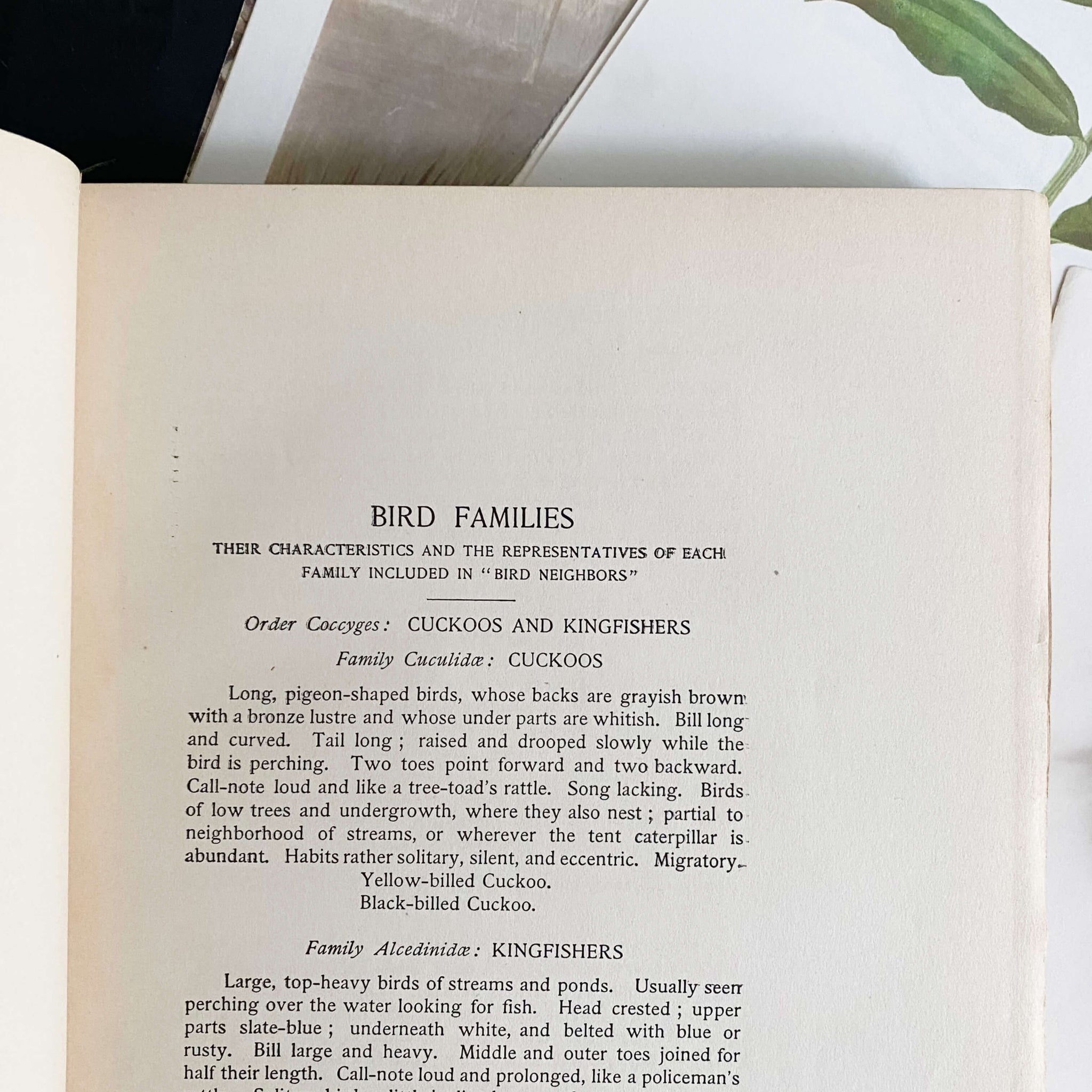 Bird Neighbors by Neltje Blanchan - 1898 Edition Fifth Printing