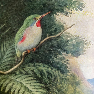 Field Guide to Birds of the West Indies by James Bond - 1947 Edition First Printing