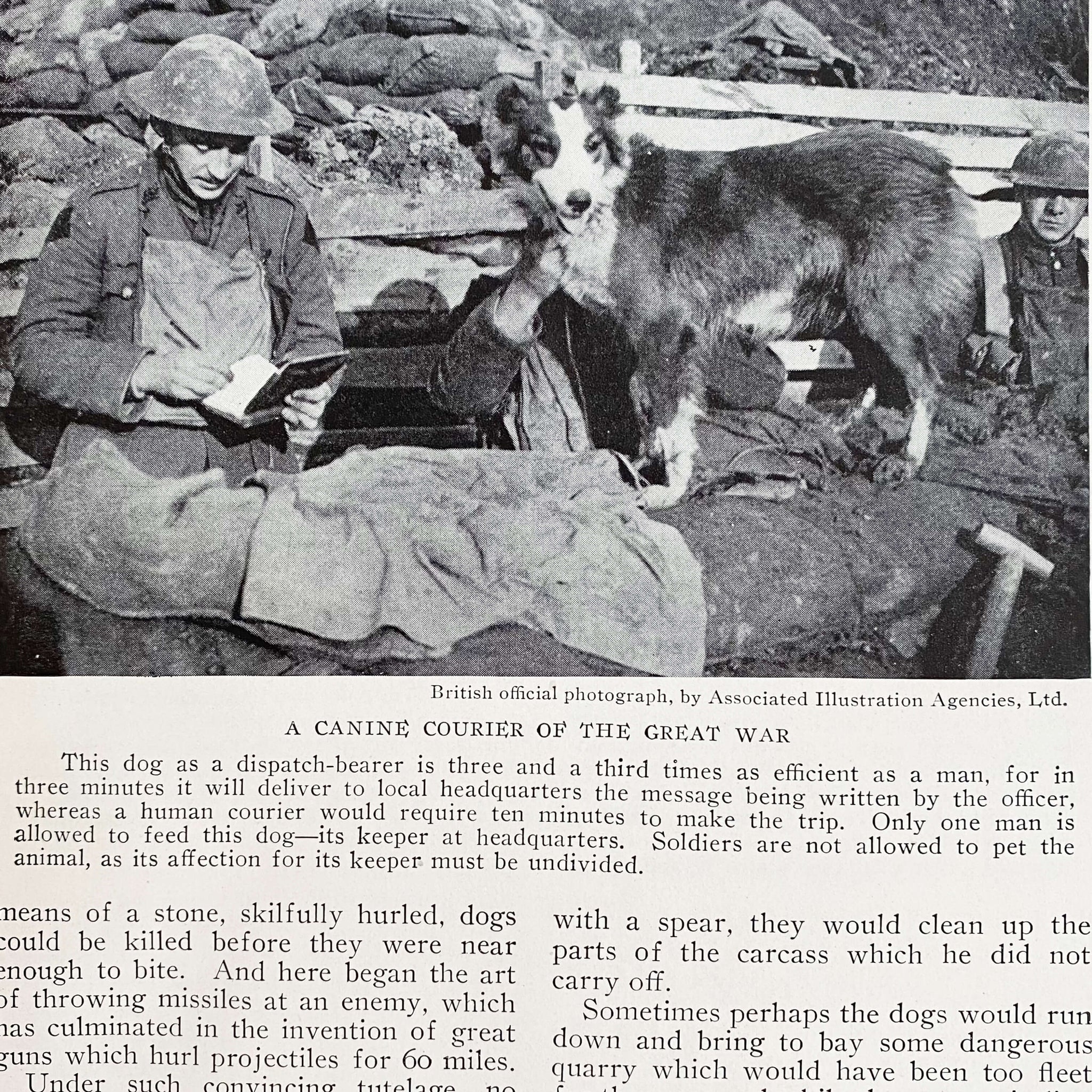 The Book of Dogs by Louis Agassiz Fuertes - National Geographic Society circa 1919 Rare Book