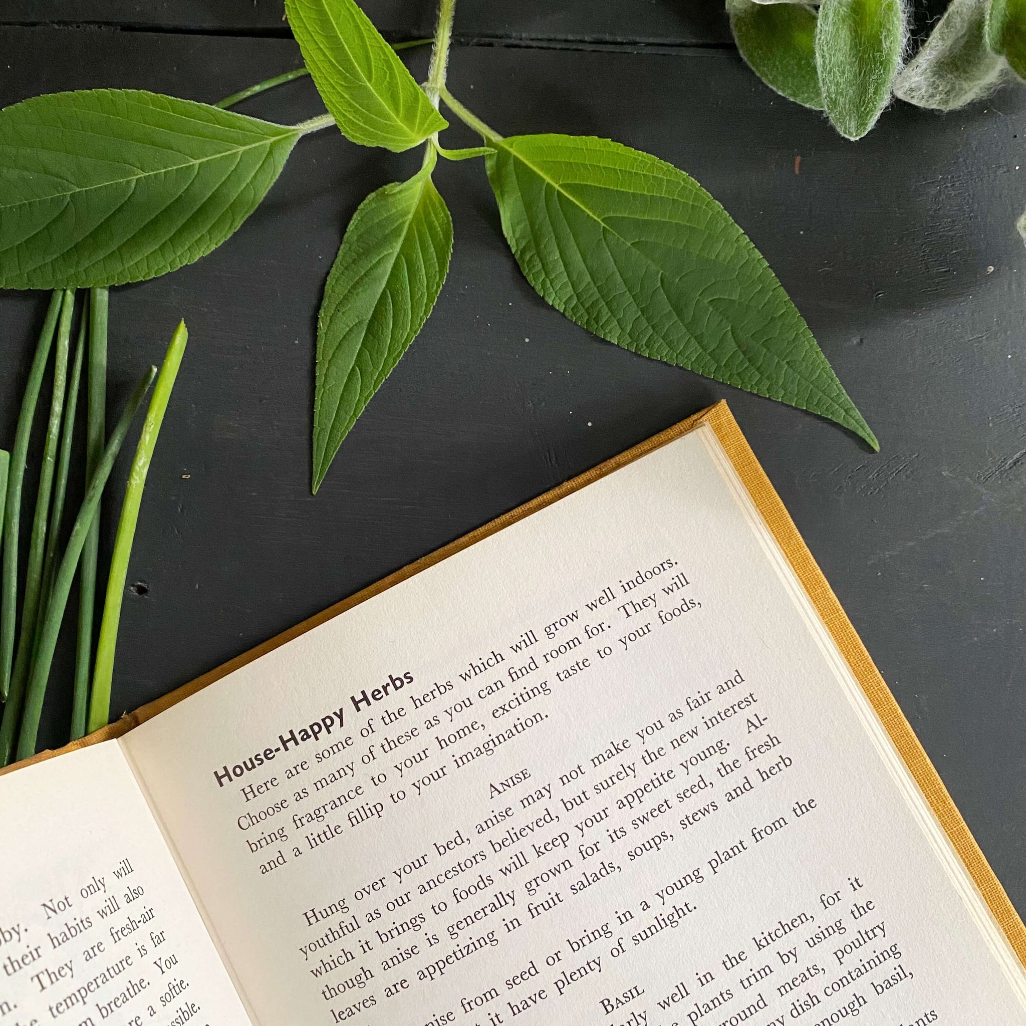 Herbs: How to Grow and Use Them by Louise Evans Doole - 1962 Edition