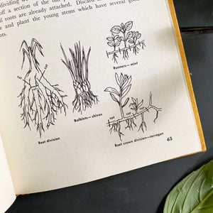 Herbs: How to Grow and Use Them by Louise Evans Doole - 1962 Edition