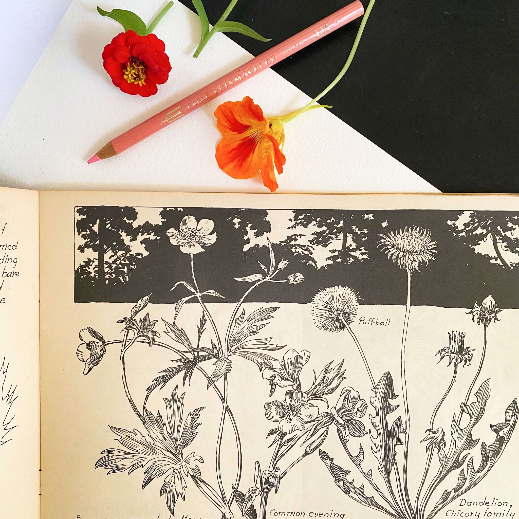 Drawing Flowers by Victor Perard circa 1948