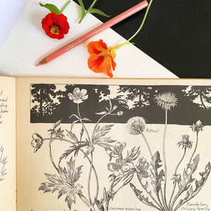 Drawing Flowers by Victor Perard circa 1948