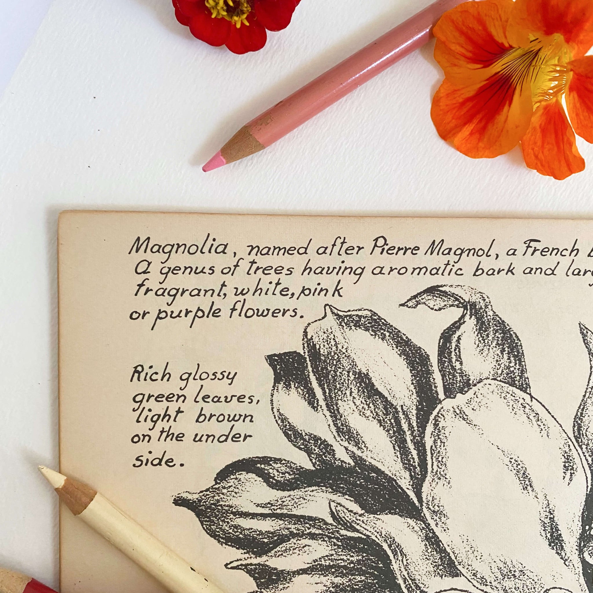 Drawing Flowers by Victor Perard circa 1948