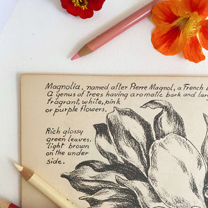 Drawing Flowers by Victor Perard circa 1948