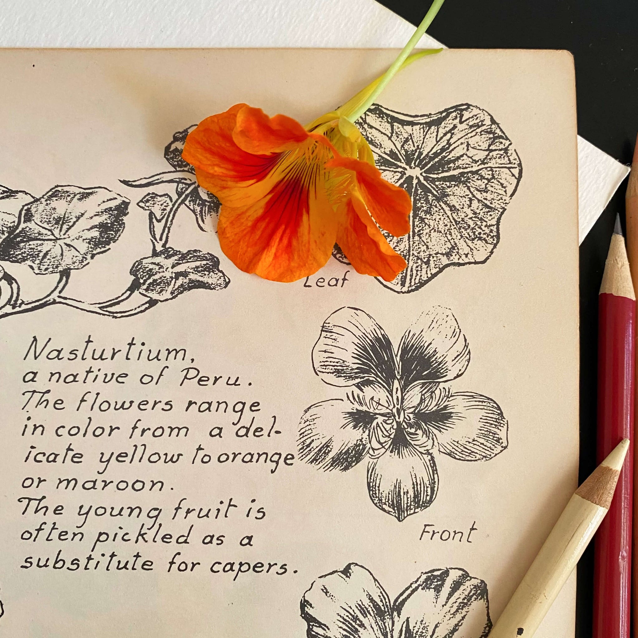 Drawing Flowers by Victor Perard circa 1948