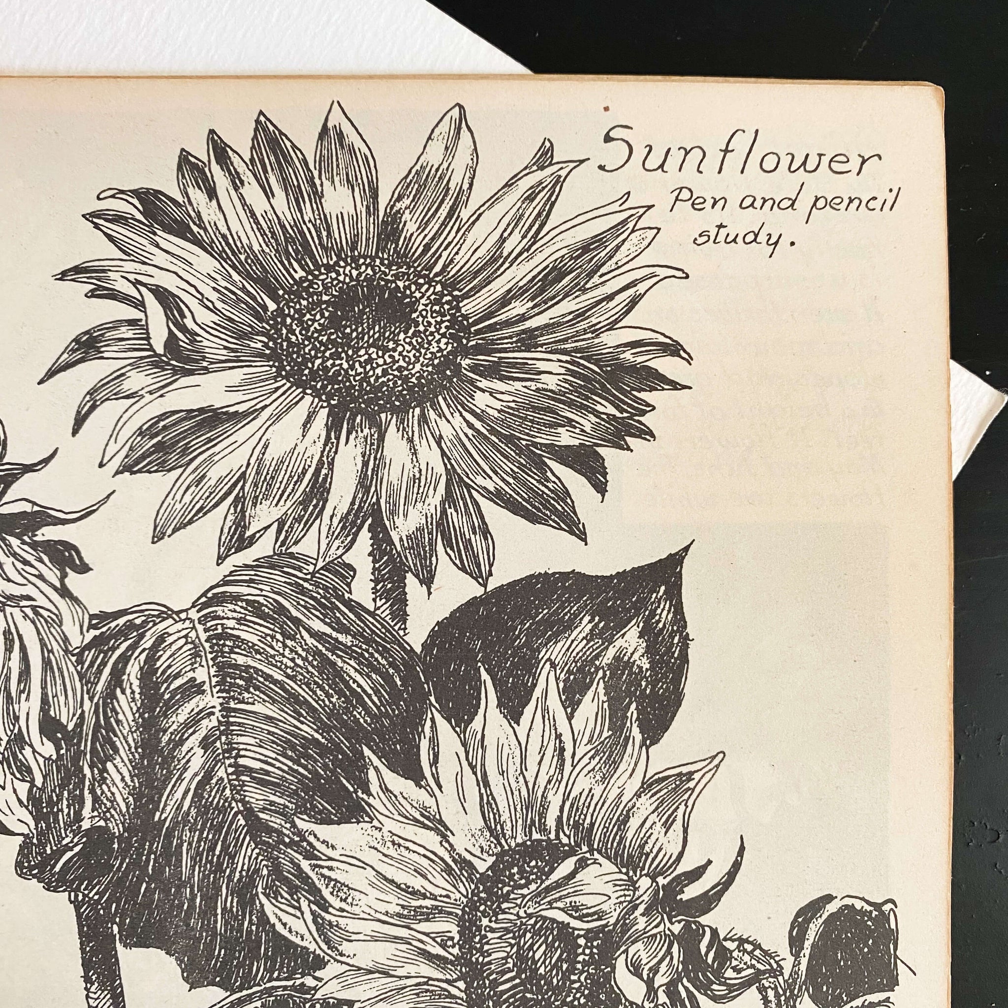 Drawing Flowers by Victor Perard circa 1948