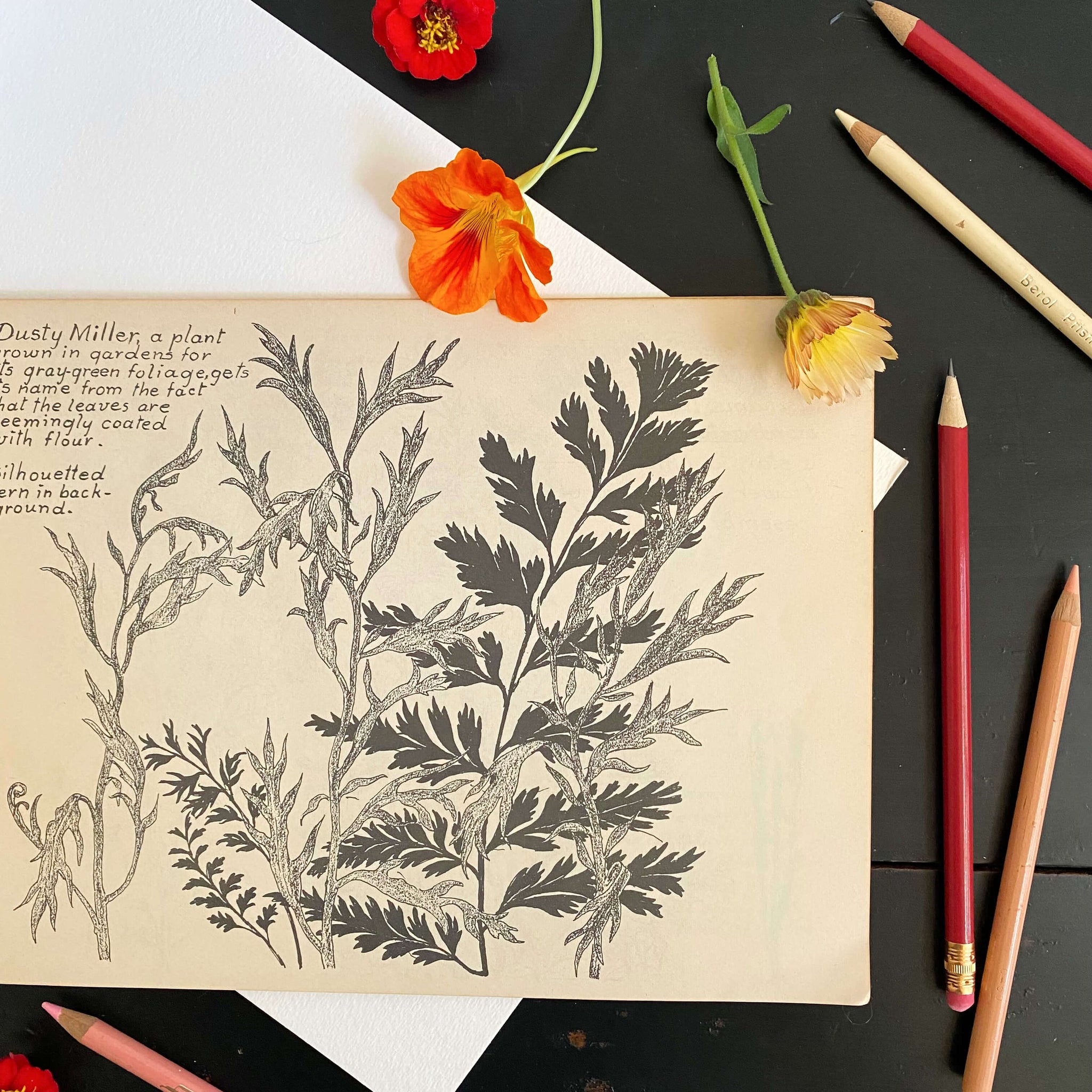 Drawing Flowers by Victor Perard circa 1948