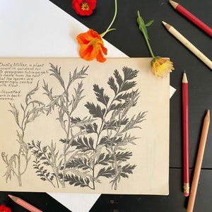 Drawing Flowers by Victor Perard circa 1948