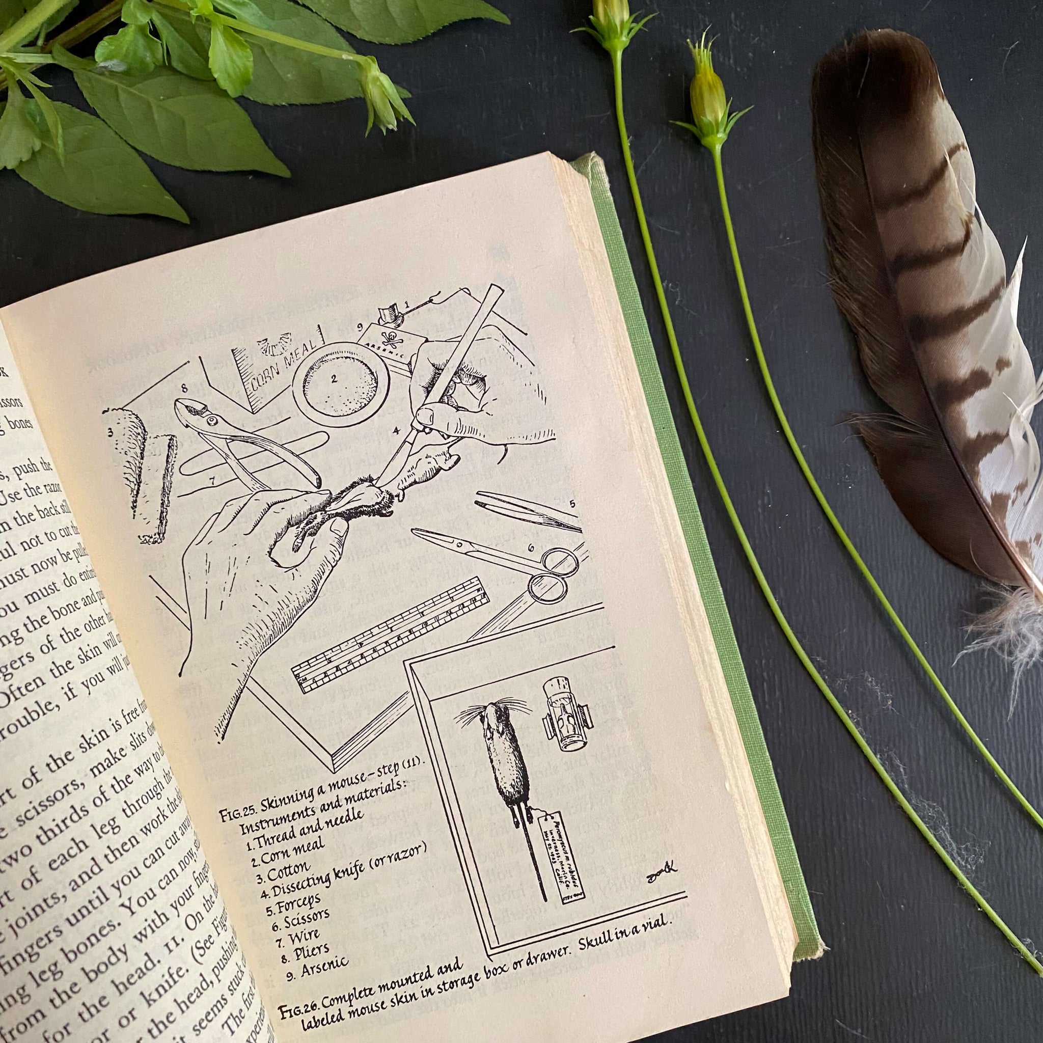 The Amateur Naturalist's Handbook by Vinson Brown - 1948 Edition 12th Printing