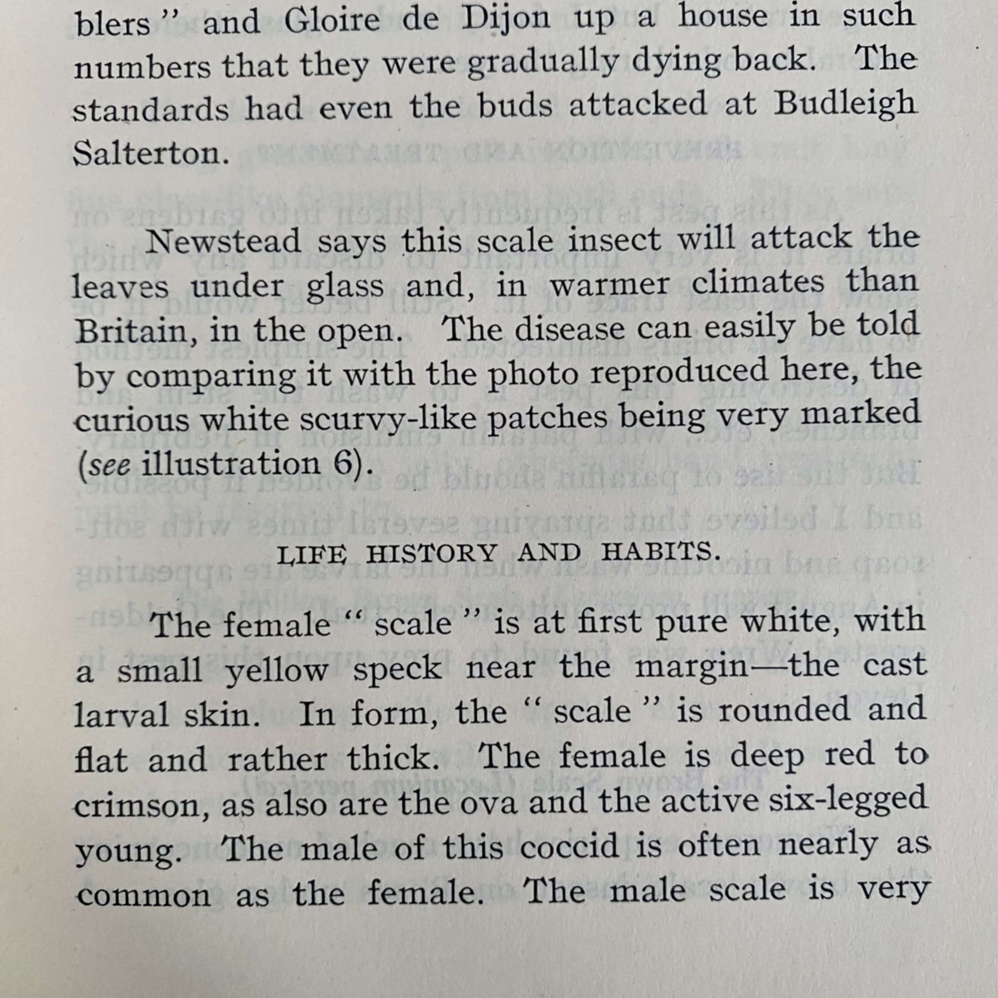 The Enemies of the Rose by Frederick Theobold for The National Rose Society circa 1925-1930