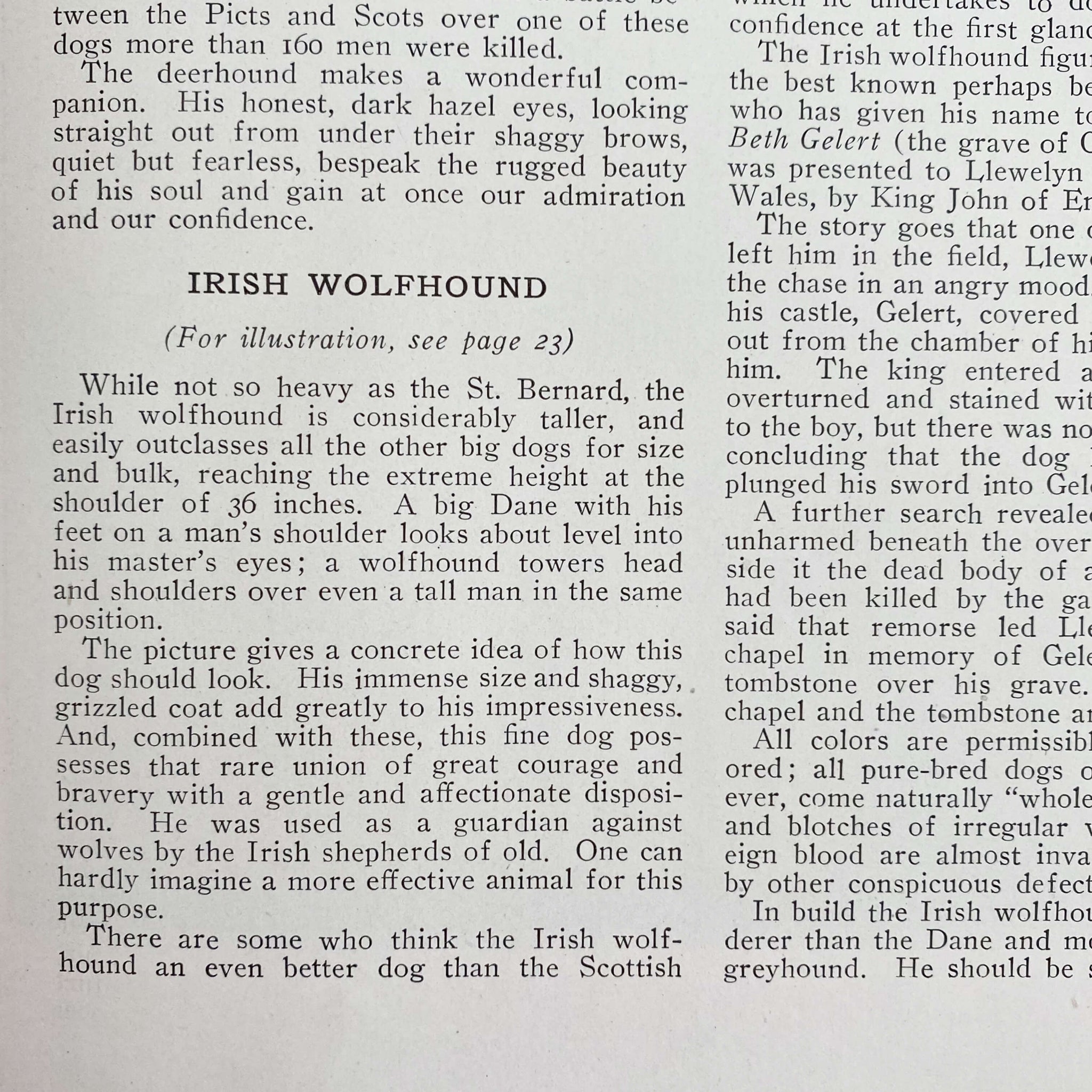 The Book of Dogs by Louis Agassiz Fuertes - National Geographic Society circa 1919 Rare Book