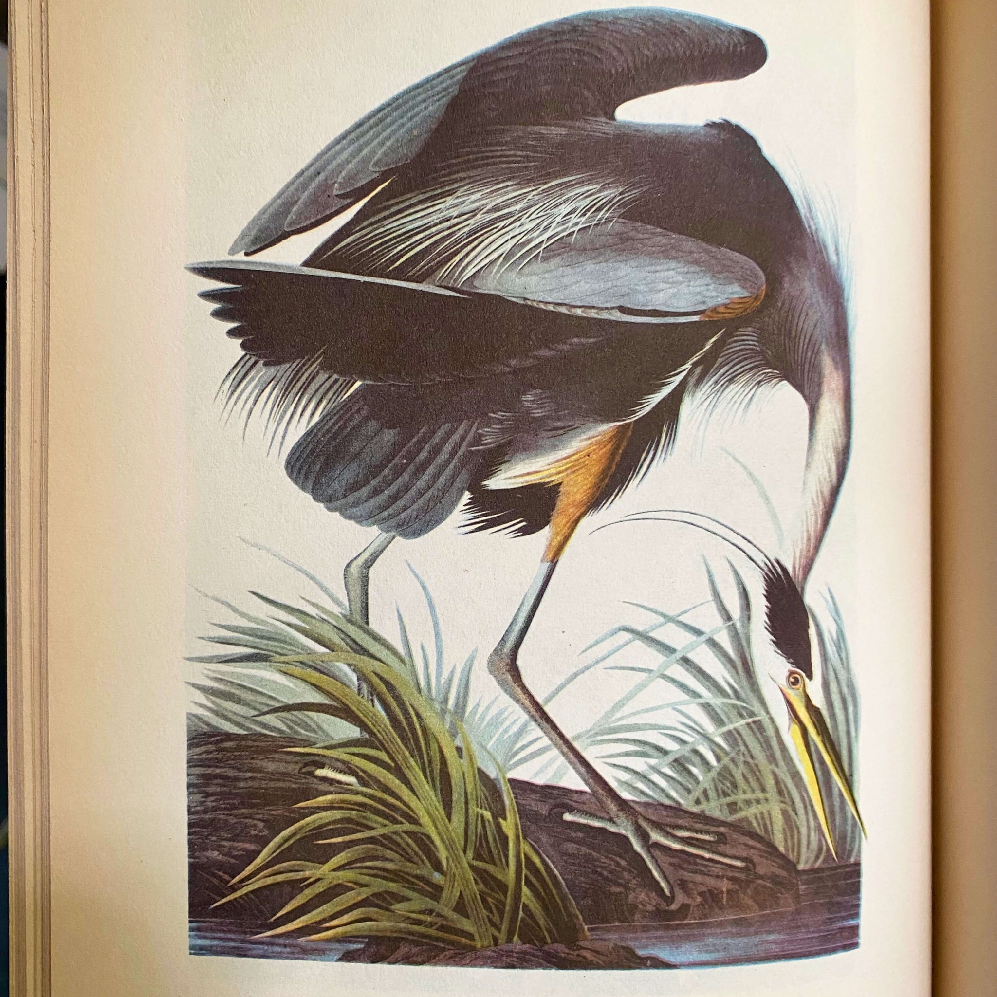 Vintage 1950s Audubon's Birds of America Book - Popular Edition - 1950 Second Printing