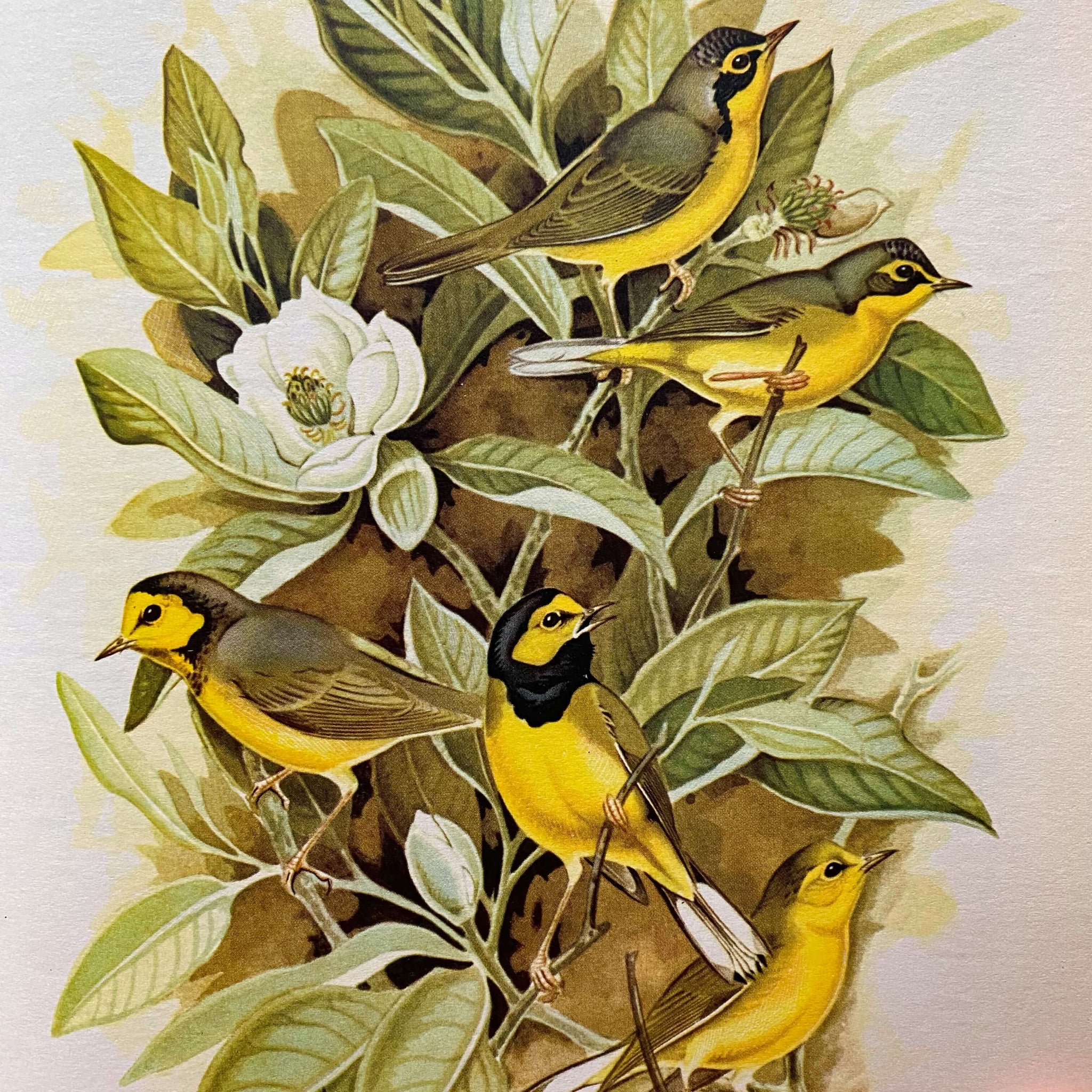 The Warblers of North America by Ludlow Griscom and Alexander Sprunt Jr. with Illustrations by John Henry Dick - 1957 First Printing