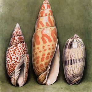 Wonders of the Sea Shells by Paul-Andre Robert & Julian Huxley - 1945 Edition Iris Books