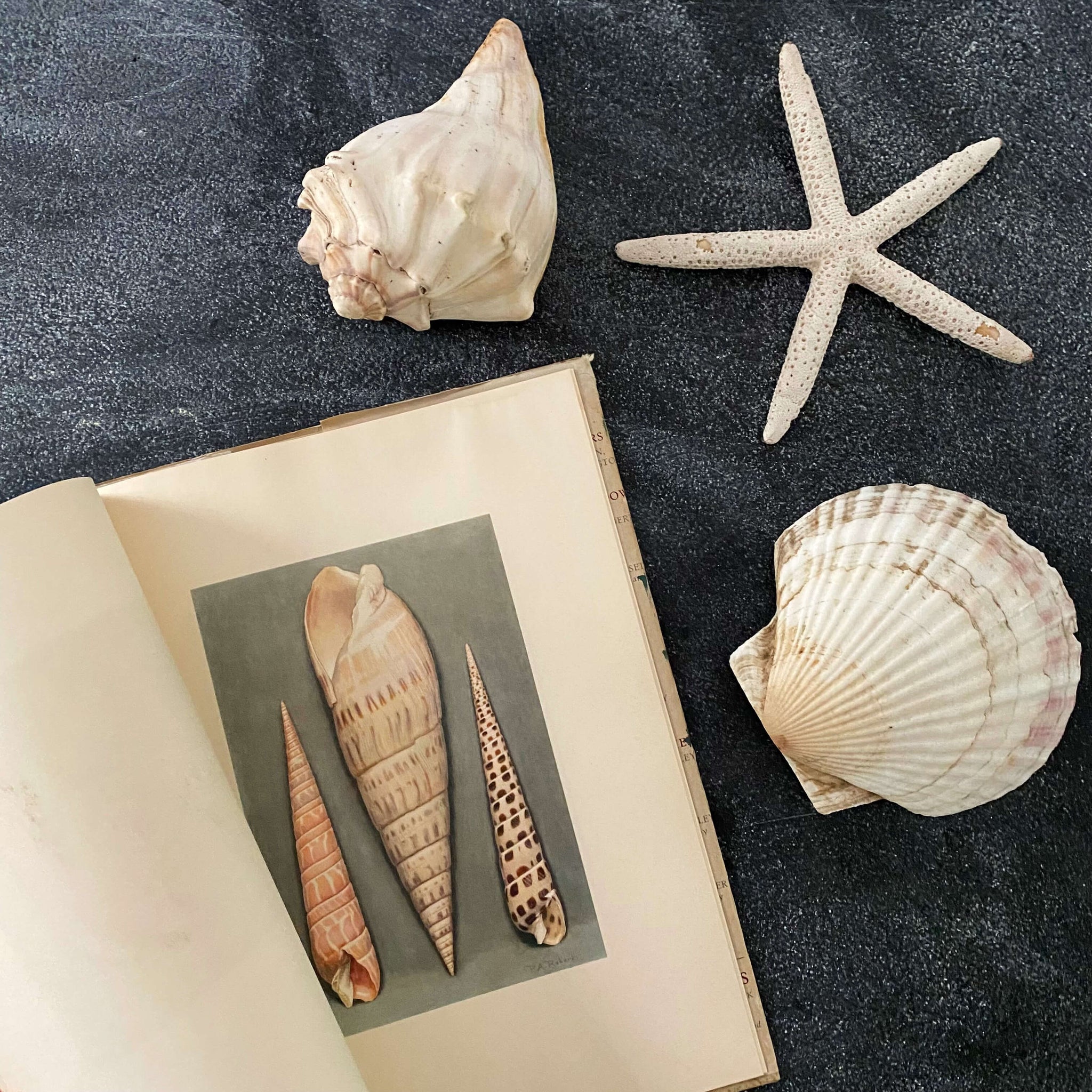 Wonders of the Sea Shells by Paul-Andre Robert & Julian Huxley - 1945 Edition Iris Books