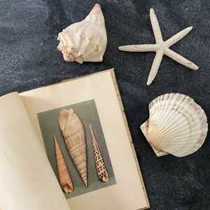 Wonders of the Sea Shells by Paul-Andre Robert & Julian Huxley - 1945 Edition Iris Books